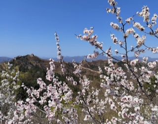 相約金山嶺|承德金山嶺長(zhǎng)城1日游