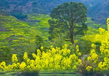 ＜全景江西＞純玩8日游  廬山+三清山+雙嶺（篁嶺+江嶺）+望仙谷（日+夜景游）+景德鎮(zhèn)+婺源+鄱陽(yáng)湖石鐘山+南昌滕王閣