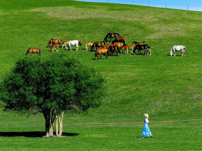 <承蒙之戀>8人VIP·高鐵1H直達(dá)承德，避暑山莊+烏蘭布統(tǒng)4天3晚跟團(tuán)游